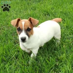 Irwin, Jack Russell Terrier Puppy