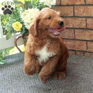 Irwin, Mini Labradoodle Puppy