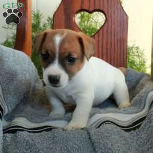 Irwin, Jack Russell Terrier Puppy