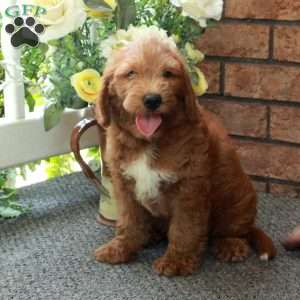Irwin, Mini Labradoodle Puppy