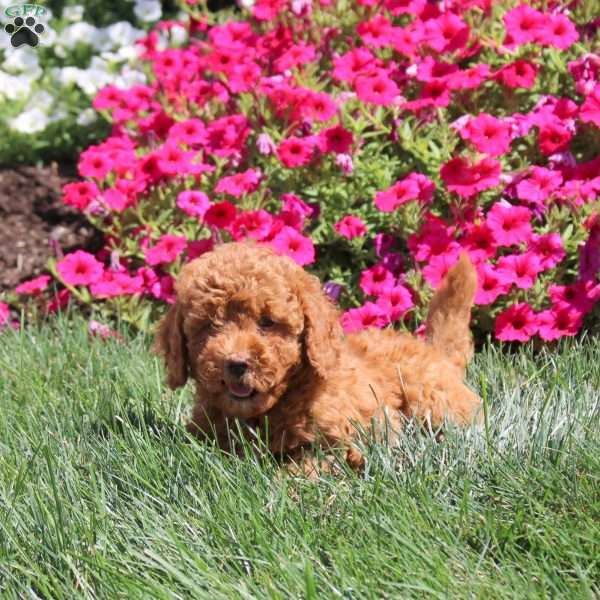 Isaac, Miniature Poodle Puppy