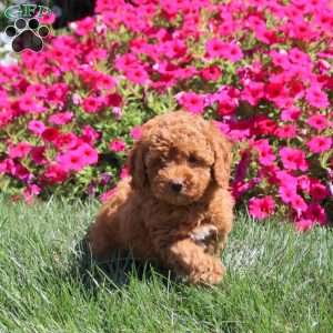 Isaac, Miniature Poodle Puppy