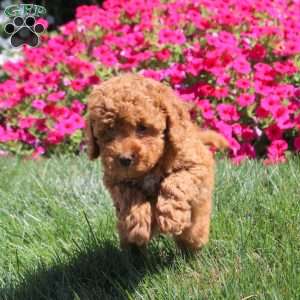 Isaac, Miniature Poodle Puppy