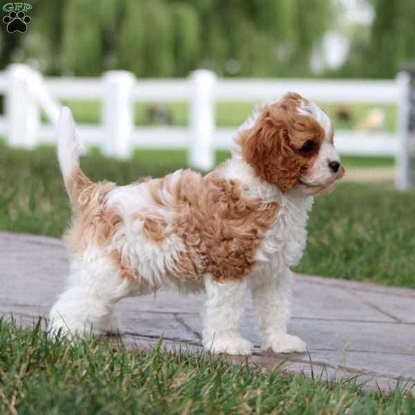 Isaac, Cavapoo Puppy