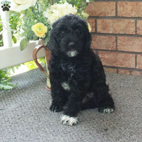Isabelle, Mini Labradoodle Puppy