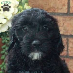 Isabelle, Mini Labradoodle Puppy