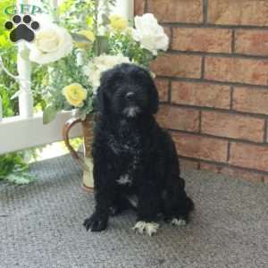Isabelle, Mini Labradoodle Puppy