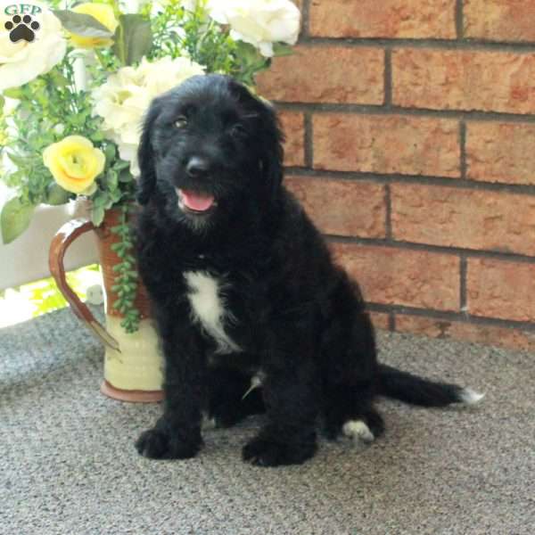 Isaiah, Mini Labradoodle Puppy