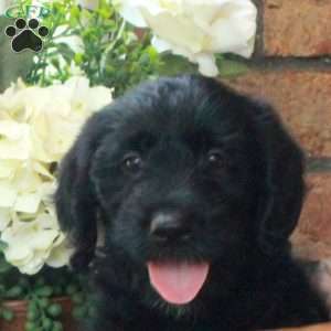 Isaiah, Mini Labradoodle Puppy
