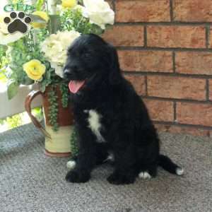 Isaiah, Mini Labradoodle Puppy