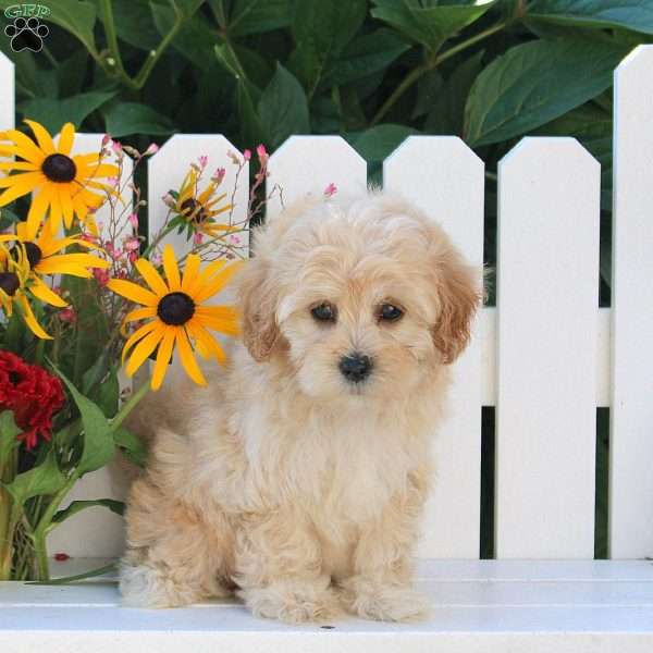 Iva, Maltipoo Puppy