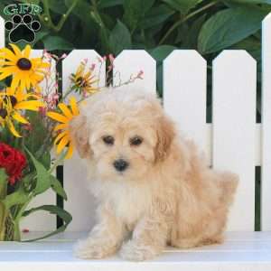 Iva, Maltipoo Puppy