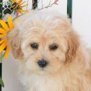 Iva, Maltipoo Puppy