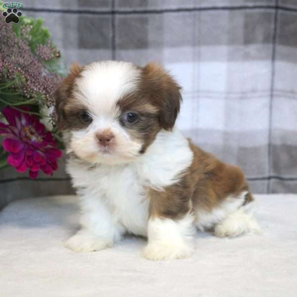 Ivan, Shih Tzu Puppy