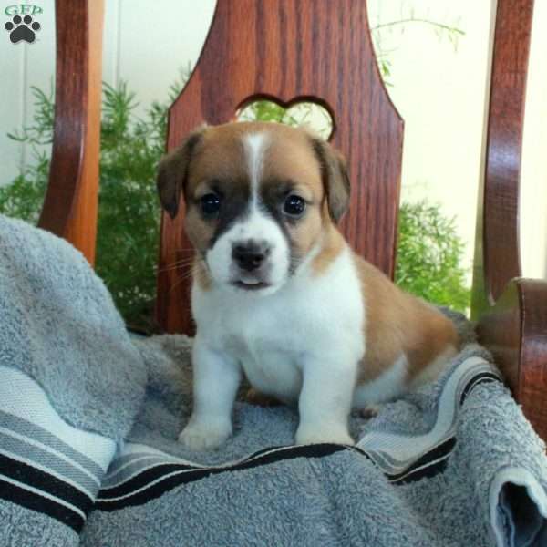Ivan, Jack Russell Terrier Puppy