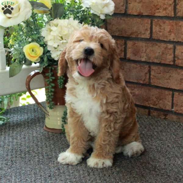 Ivan, Mini Labradoodle Puppy