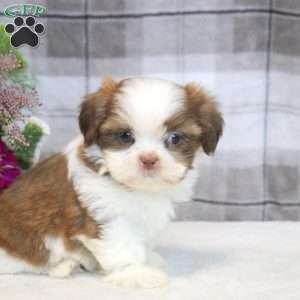 Ivan, Shih Tzu Puppy