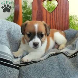 Ivan, Jack Russell Terrier Puppy