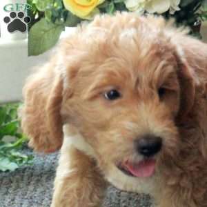 Ivan, Mini Labradoodle Puppy