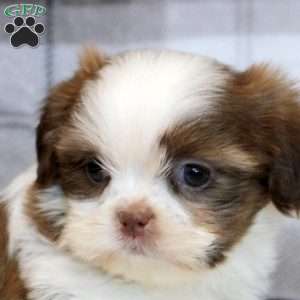 Ivan, Shih Tzu Puppy