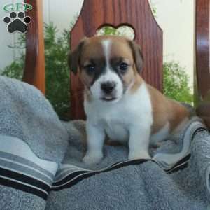 Ivan, Jack Russell Terrier Puppy