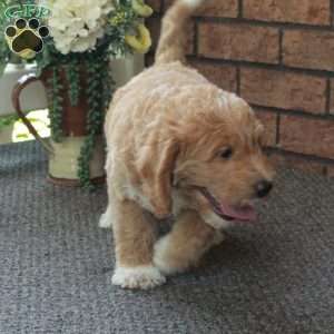 Ivan, Mini Labradoodle Puppy