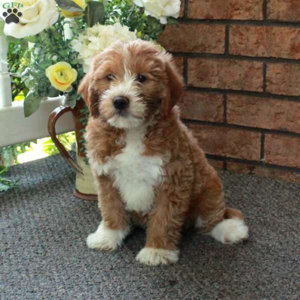 Ivette, Mini Labradoodle Puppy