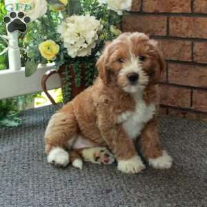 Ivette, Mini Labradoodle Puppy