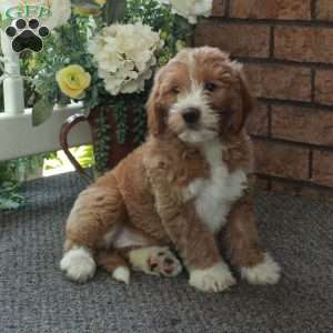 Ivette, Mini Labradoodle Puppy