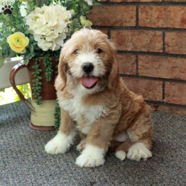 Ivy, Mini Labradoodle Puppy