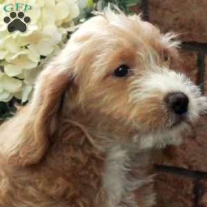 Ivy, Mini Labradoodle Puppy