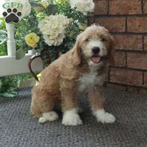 Ivy, Mini Labradoodle Puppy