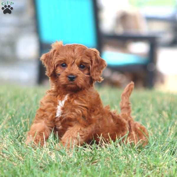 Ivy, Cavapoo Puppy