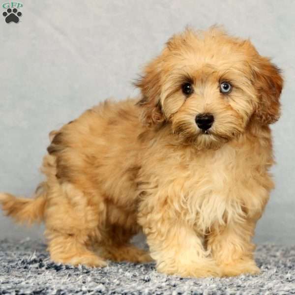 Ivy, Havapoo Puppy