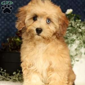 Ivy, Havapoo Puppy