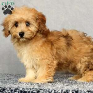 Ivy, Havapoo Puppy