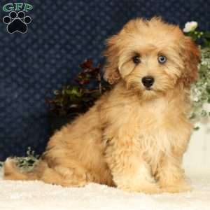 Ivy, Havapoo Puppy