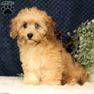Ivy, Havapoo Puppy