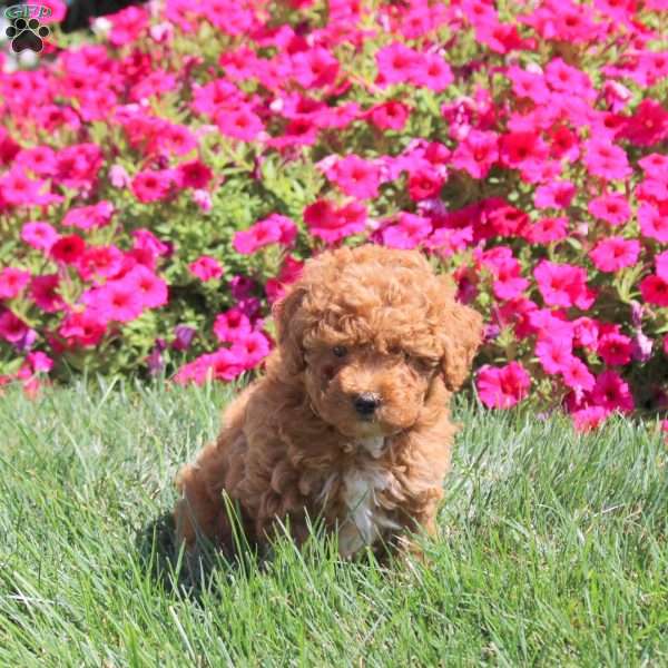 Izzie, Miniature Poodle Puppy