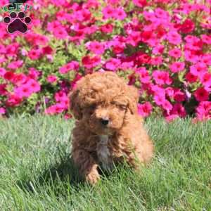 Izzie, Miniature Poodle Puppy