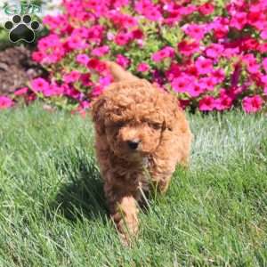 Izzie, Miniature Poodle Puppy