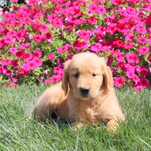 Jace, Golden Retriever Puppy