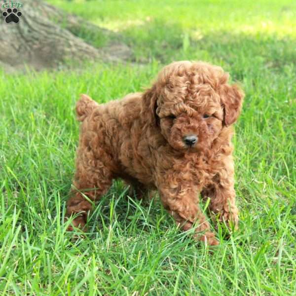 Jack, Toy Poodle Puppy