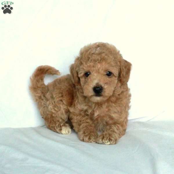 Jack, Miniature Poodle Puppy