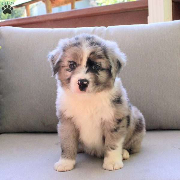 Jack, Miniature Australian Shepherd Puppy