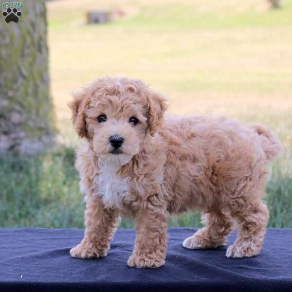 Jack, Bich-Poo Puppy