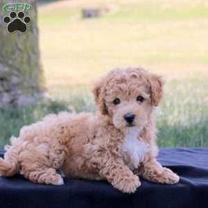 Jack, Bich-Poo Puppy