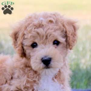 Jack, Bich-Poo Puppy
