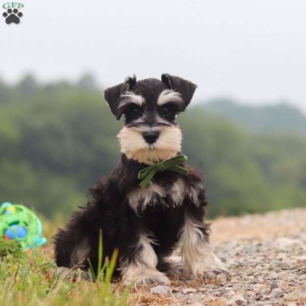 Jack, Miniature Schnauzer Puppy