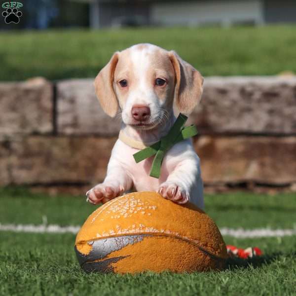 Jackson, Dachshund Puppy